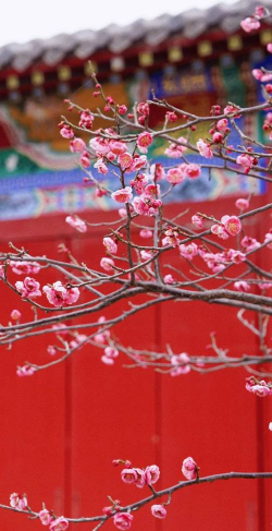 红梅花的花挂在什么地方