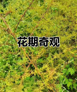 青蒿的花是什么样的