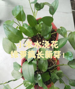 家庭养花用生根粉