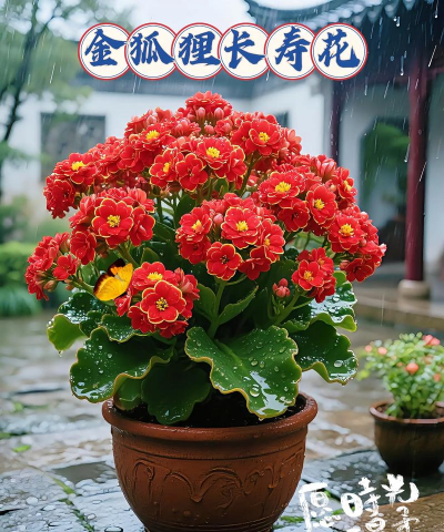 家庭养花用生根粉