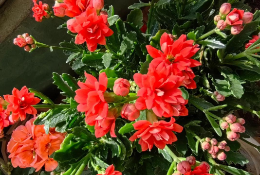 家庭养花用生根粉