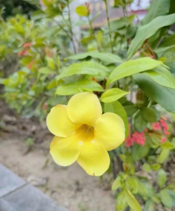 中间黄心的那叫什么花