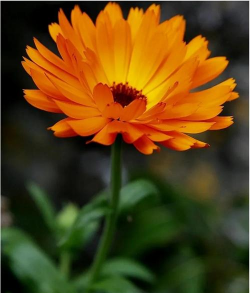 金盏花形状是什么样