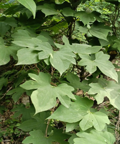 穿地龙的叶子长什么样