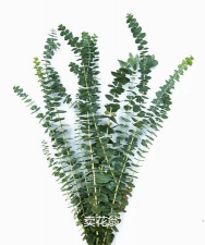 小尤加利叶怎么保存