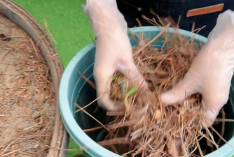 家庭养花用生根粉