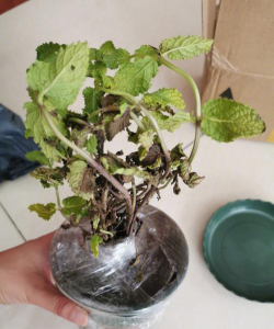 家庭养花用生根粉