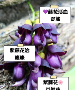 油麻藤的花怎么用