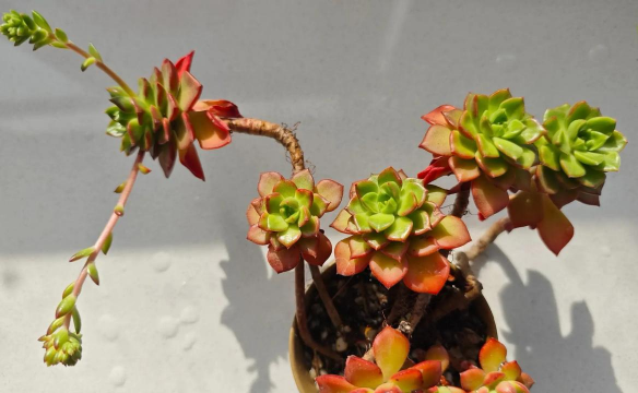 家庭养花用生根粉