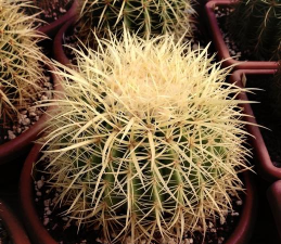 金虎仙人球都有什么颜色