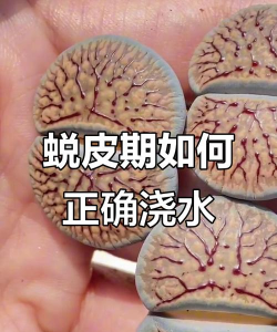 生石花脱皮后怎么浇水