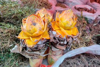 地涌金莲干叶什么情况