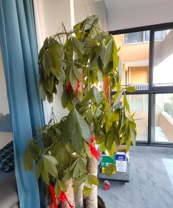 家庭养花用生根粉