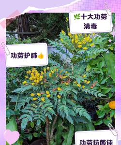 十大功劳可以提炼什么