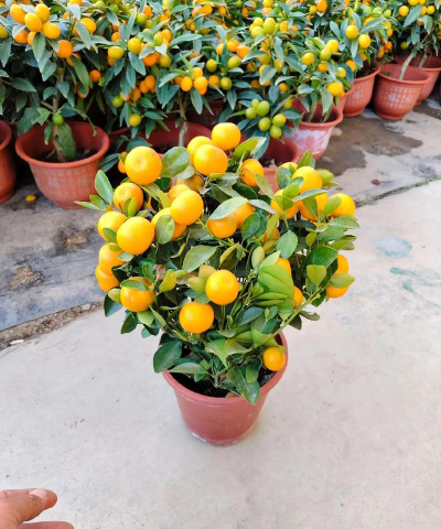 种四季桔用什么土