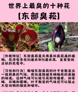 世界上的花什么最臭