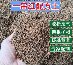 一串红栽种用什么土