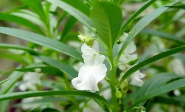 白凤仙花长得什么样