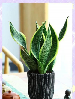 栀子花怎么养，掌握浇水技巧，避免黄叶掉苞