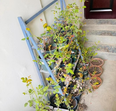 家庭养花用生根粉