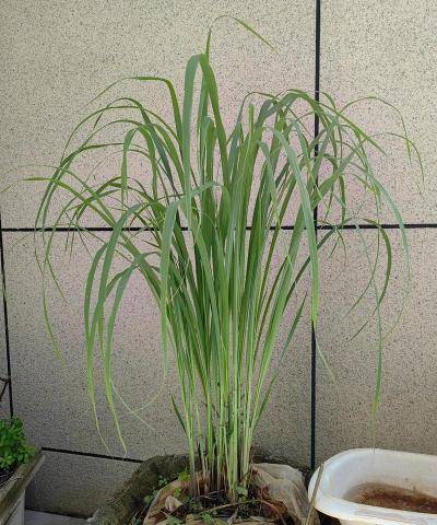 玫瑰花怎么养才不会枯萎，掌握浇水施肥技巧，轻松延长花期