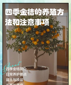 玫瑰花怎么养才不会枯萎，掌握浇水施肥技巧，轻松延长花期