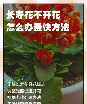 玫瑰花怎么养才不会枯萎，掌握浇水施肥技巧，轻松延长花期