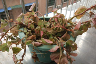 玫瑰花怎么养才不会枯萎，掌握浇水施肥技巧，轻松延长花期