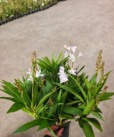 玫瑰花怎么养才不会枯萎，掌握浇水施肥技巧，轻松延长花期