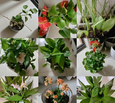 家庭养花用生根粉