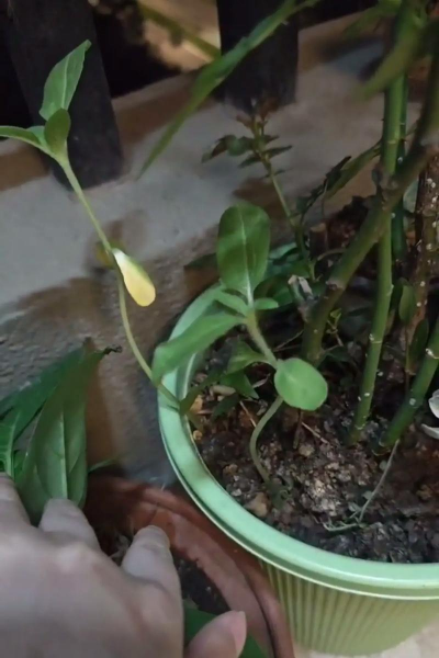 家庭养花用生根粉