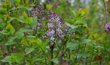 紫丁香的叶子是什么形的