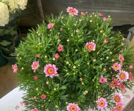 玫瑰花怎么养才不会枯萎，掌握浇水施肥技巧，轻松延长花期