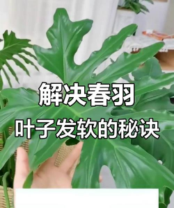 玫瑰花怎么养才不会枯萎，掌握浇水施肥技巧，轻松延长花期