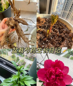 在广东什么时候种芍药花