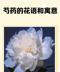 五月芍药花花语是什么