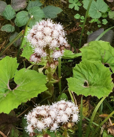 蜂斗叶的花是什么颜色