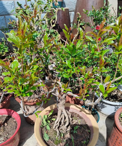 家庭养花用生根粉