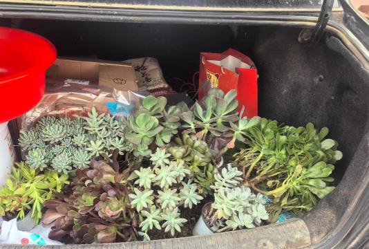 家庭养花用生根粉