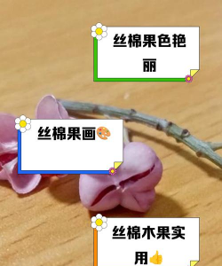 丝棉木果实有什么用