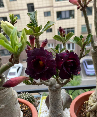 家庭养花用生根粉