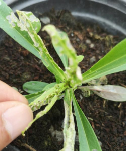 家庭养花用生根粉