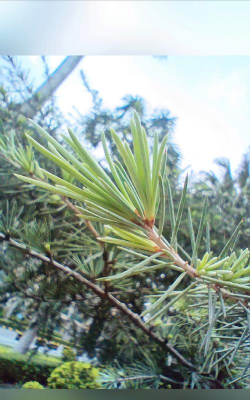 雪松针养花