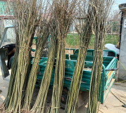 速生垂柳移栽后如何处理