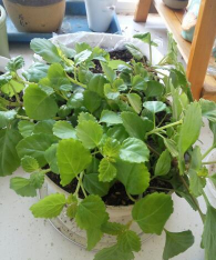 家庭养花用生根粉