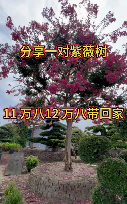 为什么大紫薇树价格贵