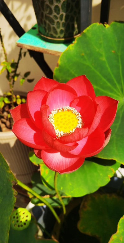 红色荷花花语是什么意思