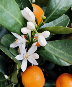 绿化景观设计，提升环境品质，创造宜人空间