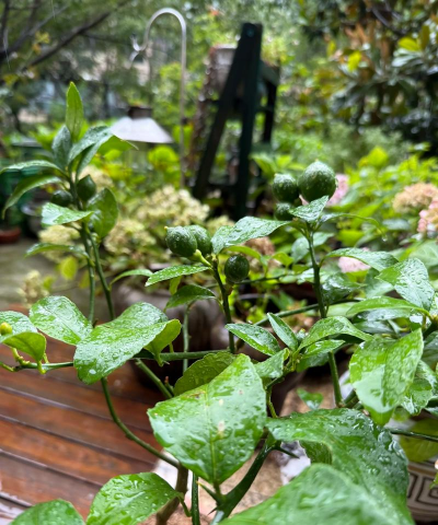 绿化景观设计，提升环境品质，创造宜人空间