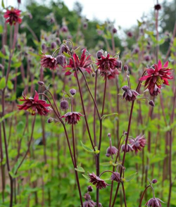 耧斗菜不开花什么原因